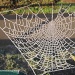 Frosty web by busylady