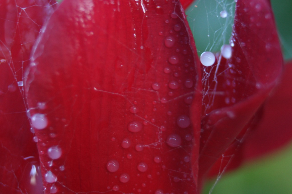 Rosy spider web by abhijit