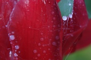 18th Jan 2012 - Rosy spider web