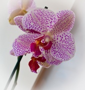 17th Jan 2012 - Orchid