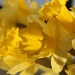 Unique Perspective by daffodill