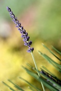 10th Jun 2011 - Back Fill 4 : A single lavender stem