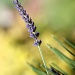 Back Fill 4 : A single lavender stem by phil_howcroft