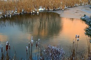 19th Jan 2012 - The Pond