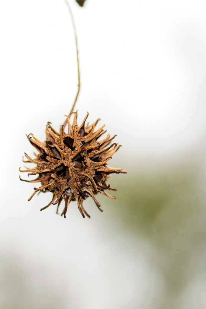 Sweet Gum by lstasel