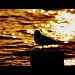 Silhouette of a Gull by andycoleborn