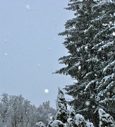 19th Jan 2012 - Snow