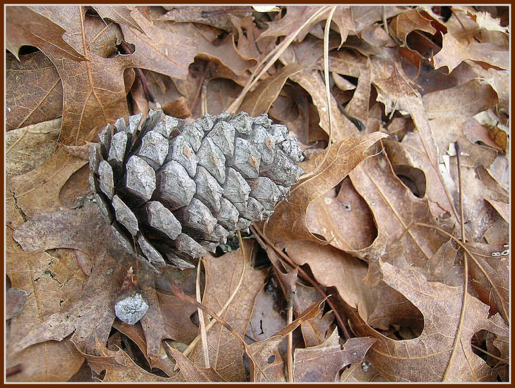 Pine Cone on Leaves by olivetreeann