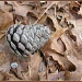 Pine Cone on Leaves by olivetreeann