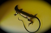 20th Jan 2012 - Vibrant wall gecko!