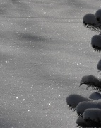 20th Jan 2012 - Snow Sparkles