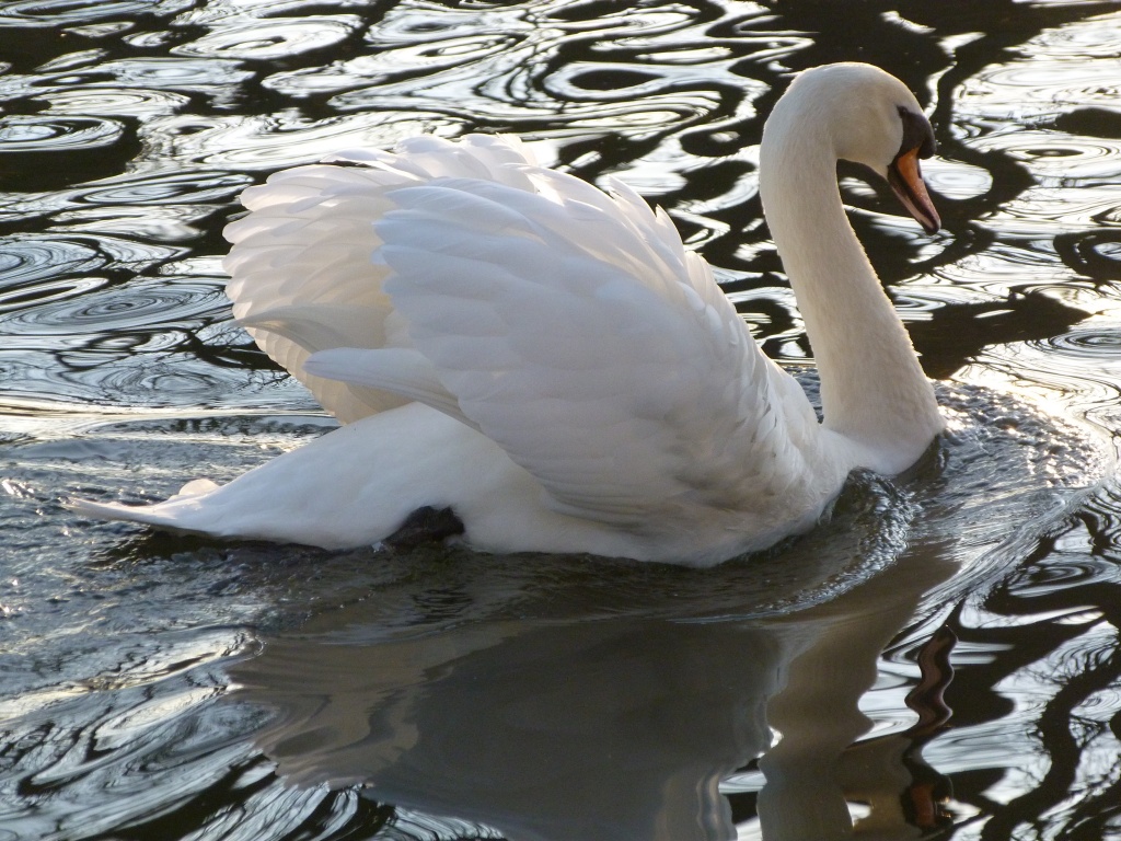 Same Swan another view by rosiekind