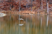 20th Jan 2012 - Flying Blue Heron