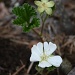 365-Rubus chamaemorus IMG_3573 by annelis