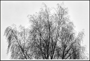 20th Jan 2012 - Silver birch silhouette