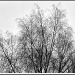 Silver birch silhouette by manek43509