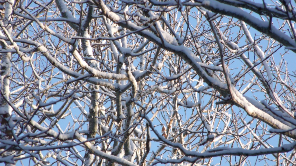 Frosted Branches by lizzybean