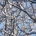 Frosted Branches by lizzybean