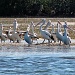 Pelicans by kjarn