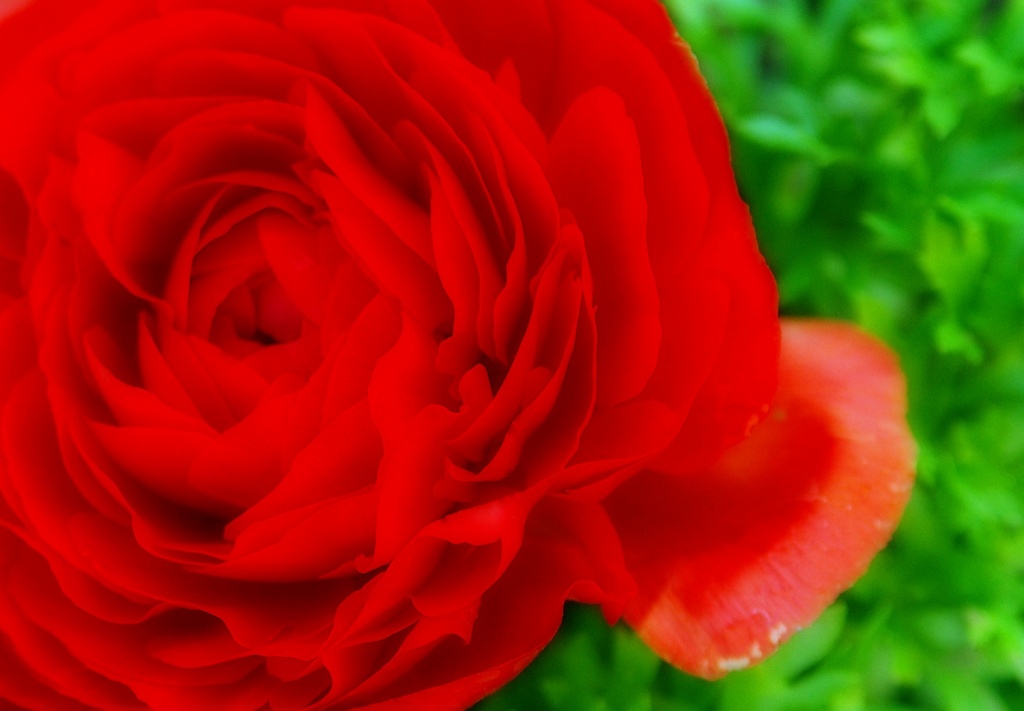 Scarlet Rose by cjphoto
