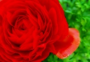 20th Jan 2012 - Scarlet Rose