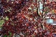7th Feb 2010 - Red maple tree