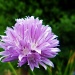 Chive by rich57