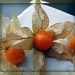 still life #3 - i love cape gooseberries! by summerfield