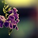 Purple (sweet memories) by gavincci