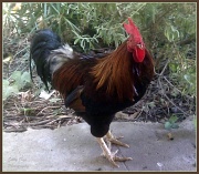 21st Jan 2012 - Rooster