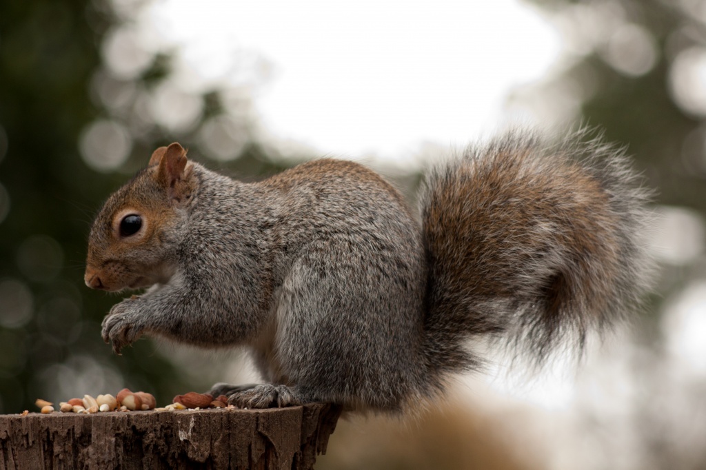 Squirrel by natsnell