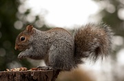 21st Jan 2012 - Squirrel