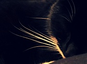 21st Jan 2012 - Whiskers