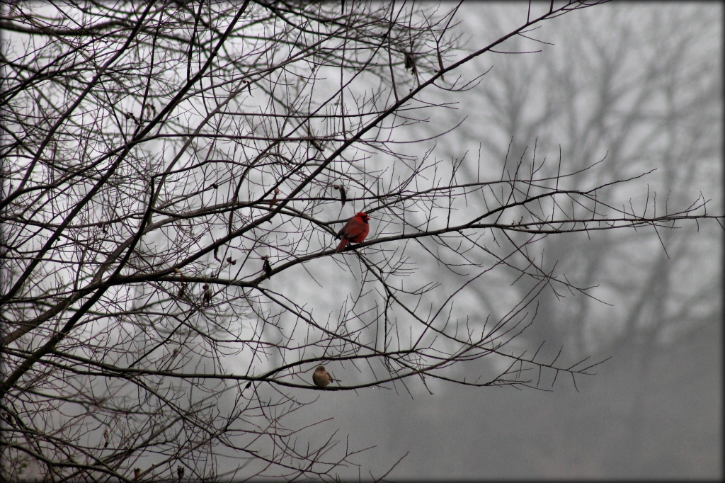 Birds in the mist by cjwhite