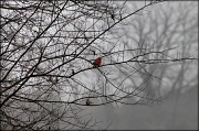 21st Jan 2012 - Birds in the mist