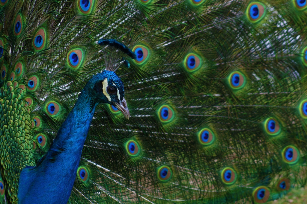 Peacock by kerristephens