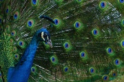 21st Jan 2012 - Peacock
