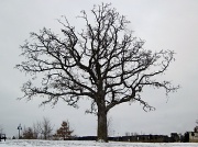 21st Jan 2012 - Grandfather Tree