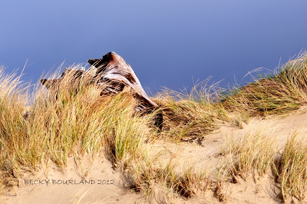 Beach Grass by mamabec