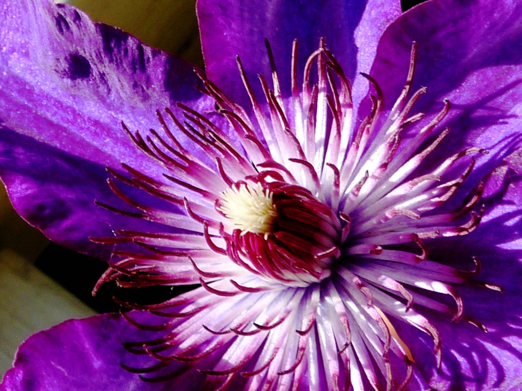 Purple Clematis by denisedaly