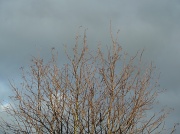 20th Jan 2012 - A grey day