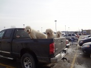16th Jan 2012 - Walmart parking lot.