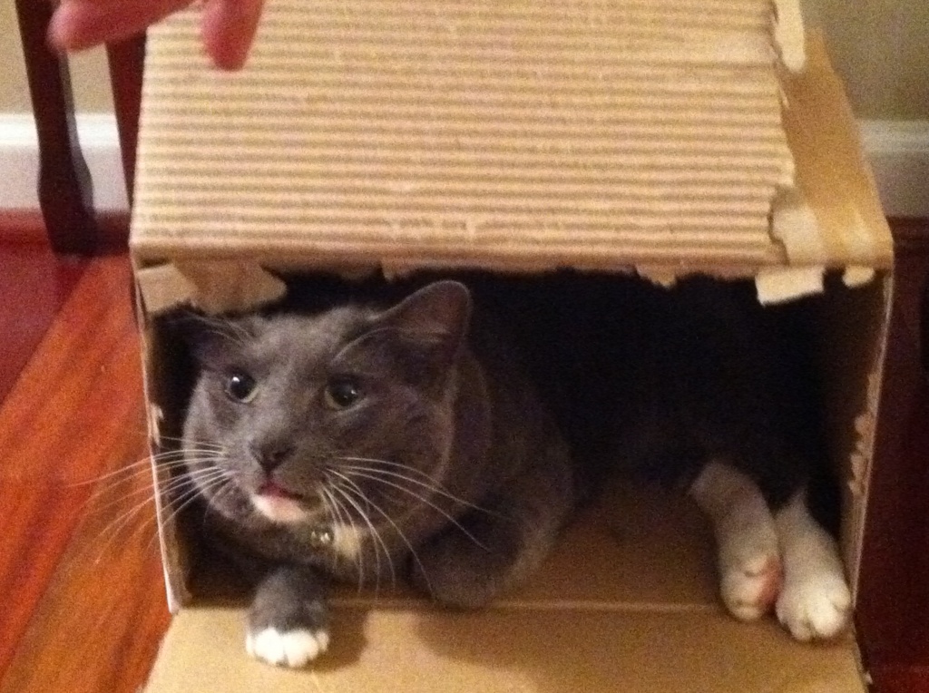 Louie lovin the empty box! by graceratliff