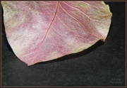 22nd Jan 2012 - Dried Leaf