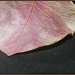 Dried Leaf by salza