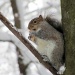 Squirrely guy again. by maggie2
