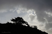 22nd Jan 2012 - Wind Blown Tree with Threatening Clouds