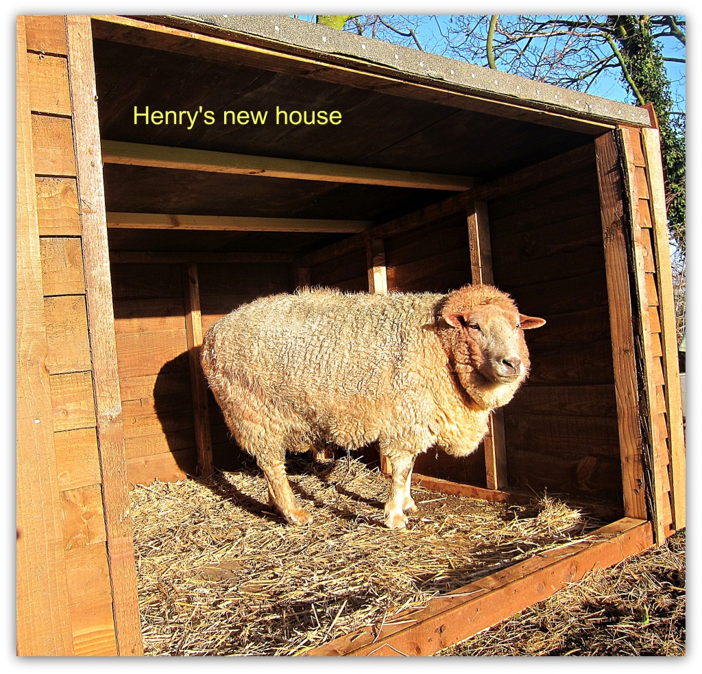 Henry's new house. by happypat