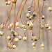 Seeds by grammyn