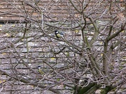 22nd Jan 2012 - Great Tits in the tree